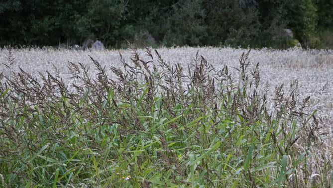 IPM ogräs Integrerat växtskydd, IPM (Integrated Pest Management), handlar om att kombinera olika typer av förebyggande och bekämpande åtgärder mot ogräs.