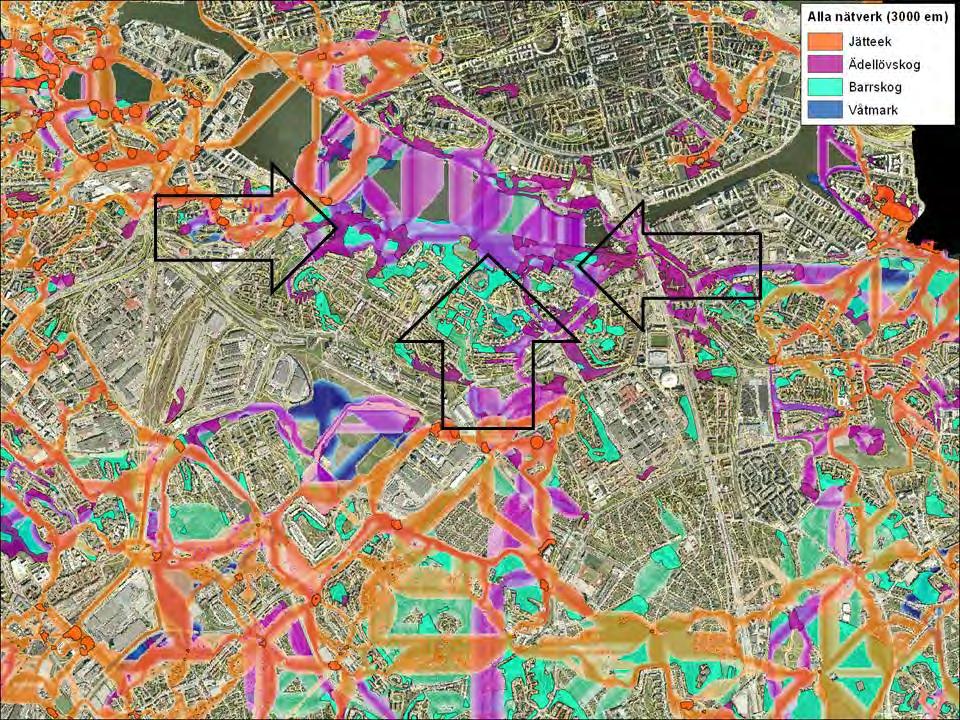 Figur 2. Kärnområden och spridningsvägar för jätteekar, ädellövskog, barrskog och våtmarker. Avstånd 3000 effektiva meter (Zetterberg 2012).