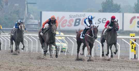 Hurricanelöpning Fr v Perfect For You, Dorcia, Stricker och Gold Tyranny DAGENS KVALIFICERINGSLÖPNINGAR - RIDS FÖRE LOPP KVAL 800 dt Ca kl 7.