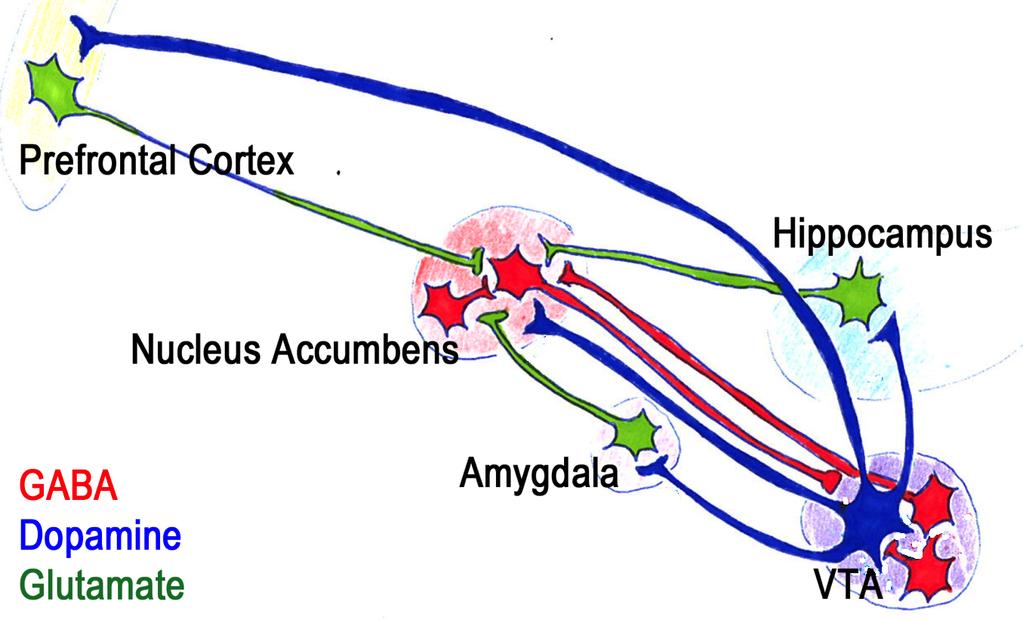 KROPPSEGNA SIGNALÄMNEN endorfiner GABA serotonin glutamat endocannabinoider dopamin acetylkolin DROGER morfin, heroin alkohol, bensodiazepiner hallucinogener, alkohol PCP ( angels dust), alkohol