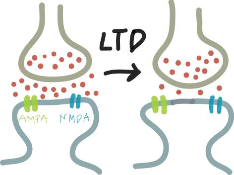 THC aktiverar cannabinoid 1 och cannabinoid 2 receptorer Aktivering av CB1R leder till lång-tids-depression = minskad