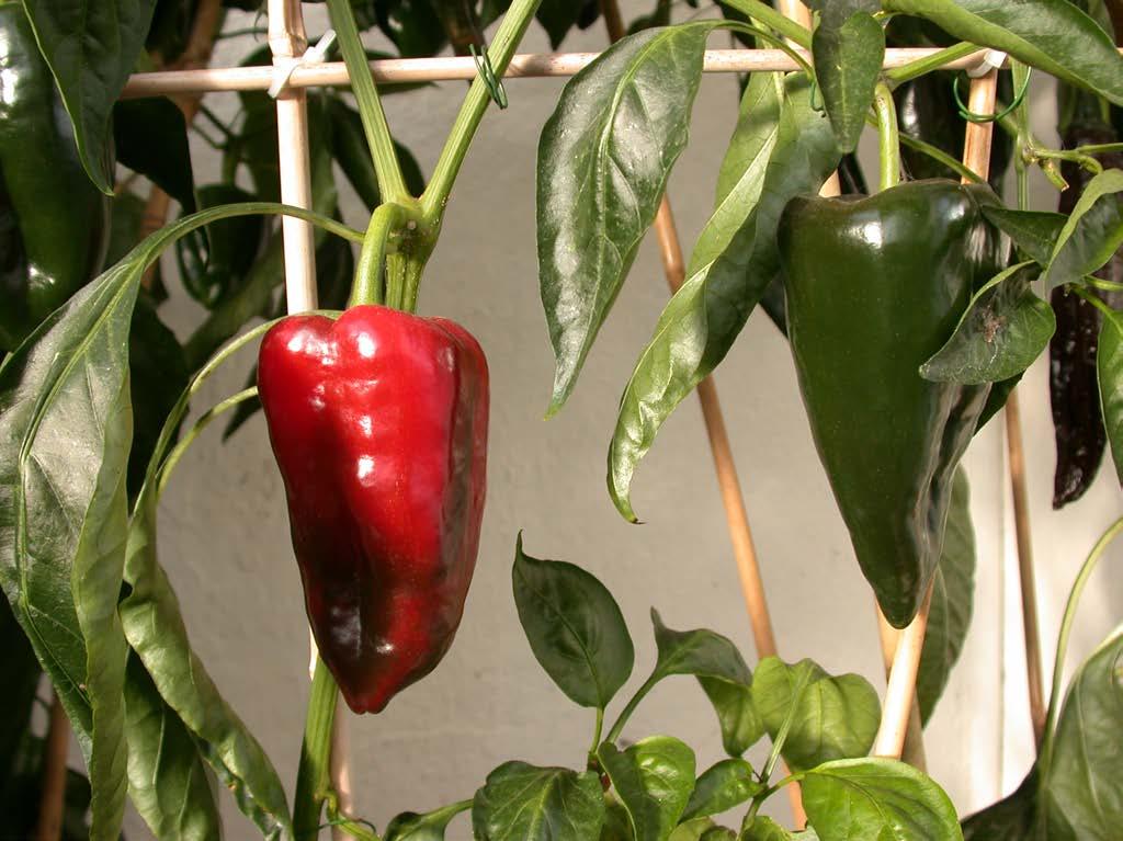 De odlas och används framförallt i Mexiko.