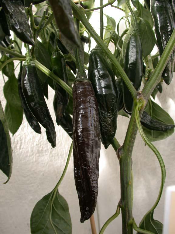 Capsicum annuum, spanskpeppar Chilipeppar-gruppen Chilaca-Pasilla-typ Har avlånga, vridna frukter som vid mognad blir mörkbruna.