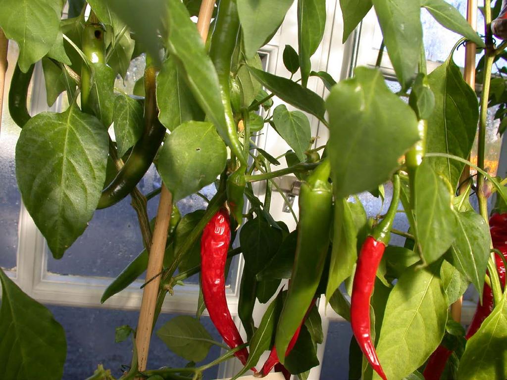 Den absolut vanligaste färska chilipepparn som säljs i svenska livsmedelsbutiker under namnet spansk peppar, gröna och röda
