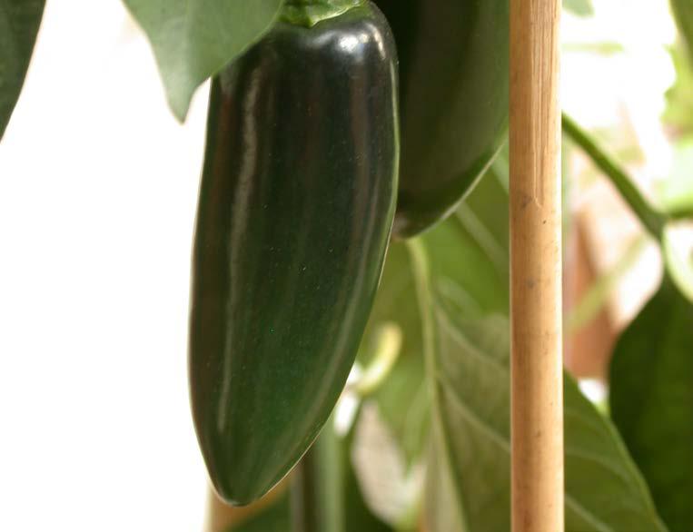 Jalapeños odlas i Mexiko och USA och är en av världens mest populära chilis.