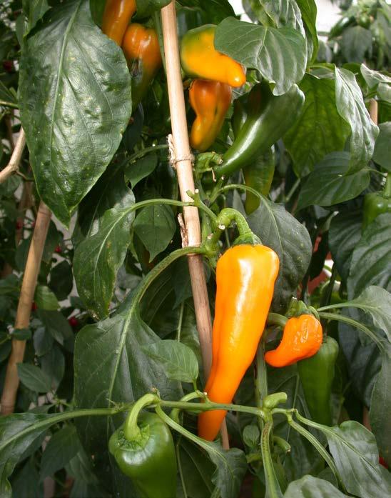 Röda mogna torkade frukter mals till chili-pulver eller används för att göra chiliflätor s.k. ristras.