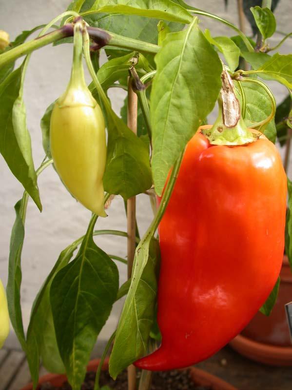 Capsicum annuum, spanskpeppar Paprika-gruppen