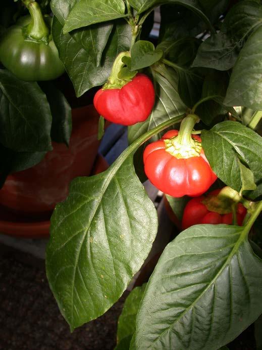Capsicum annuum, spanskpeppar Paprika-gruppen Tomatpaprika-typ