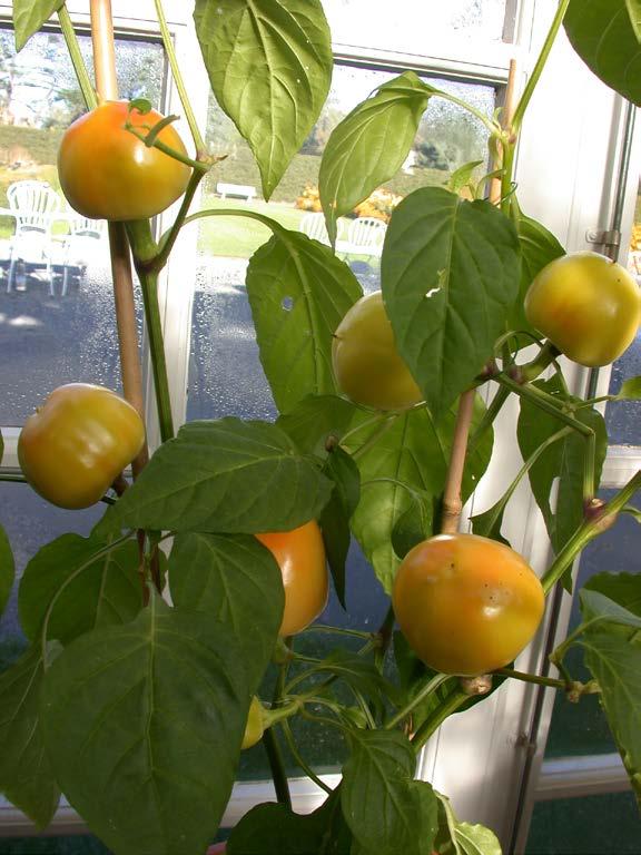 Körsbärspaprikor har små runda-ovala tomatliknande