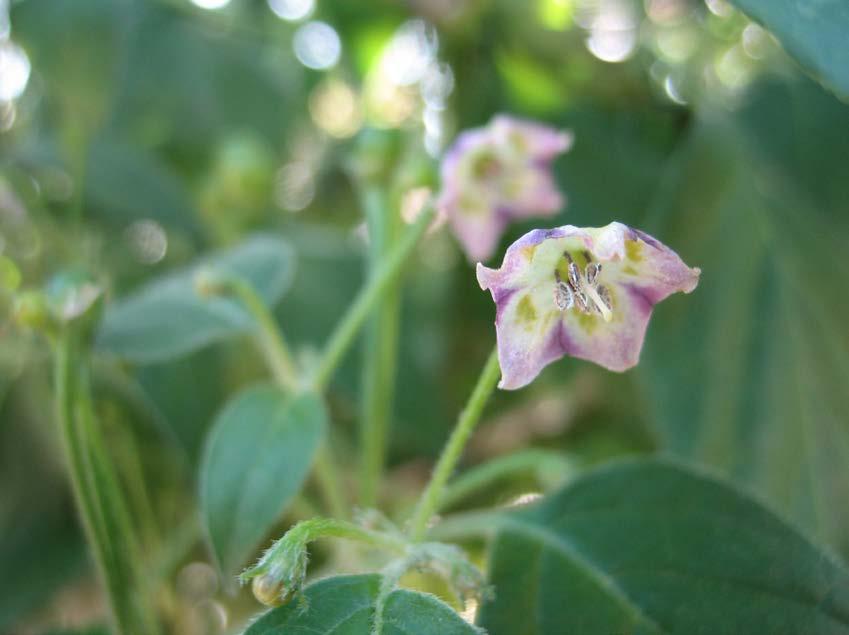 Capsicum baccatum, bärpeppar Bärpeppar används och odlas i västra Sydamerika (Bolivia, Ecuador, Peru och Chile) medan den i övriga världen inte har samma betydelse.