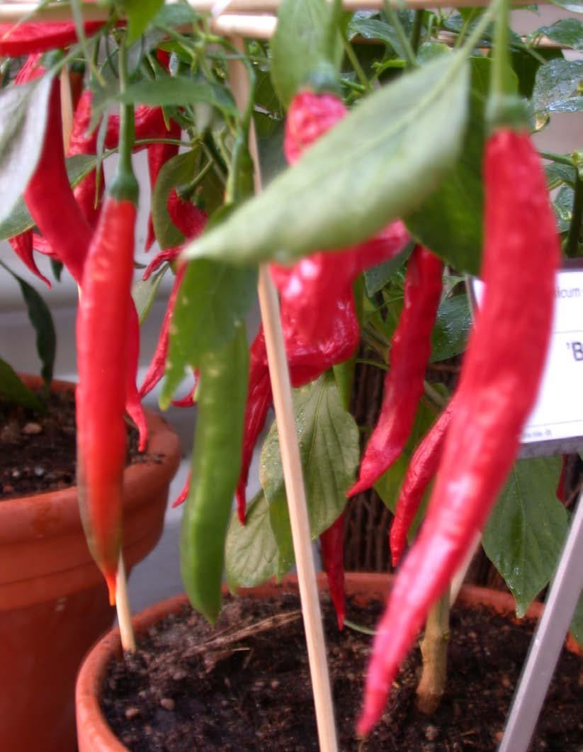 Capsicum baccatum, bärpeppar sorter