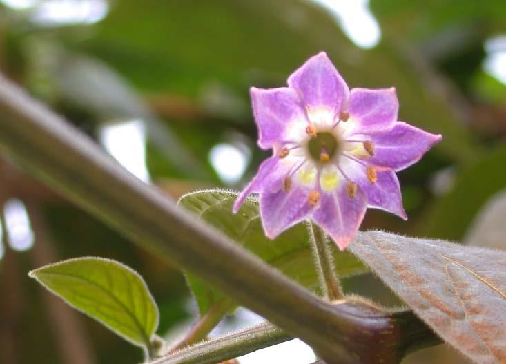 Plantorna blir mycket stora och har mörkgröna, håriga blad (pubescens betyder finhårig). Grenarna är veka hos vissa sorter så plantorna behöver spaljeras.