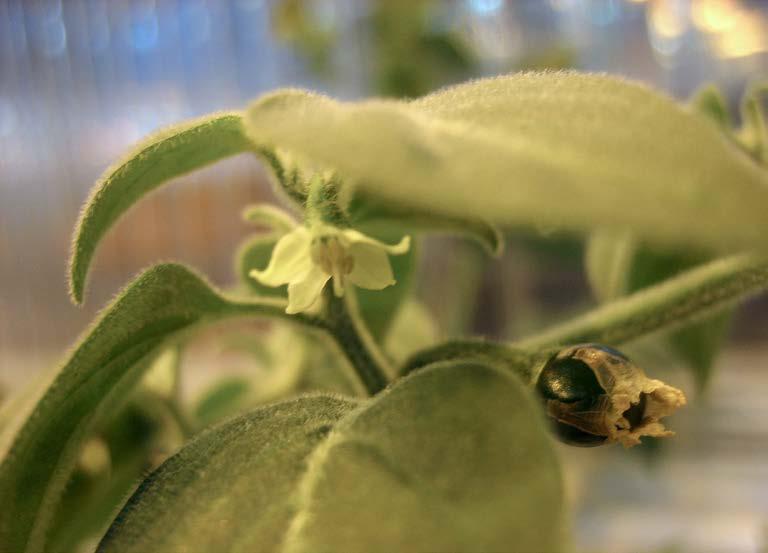 Blommorna är mycket små och vita. Foderbladen har långa flikar som ger frukterna en vacker inramning. Frukterna är avlånga och orange-röda, alltifrån milda till ganska heta.