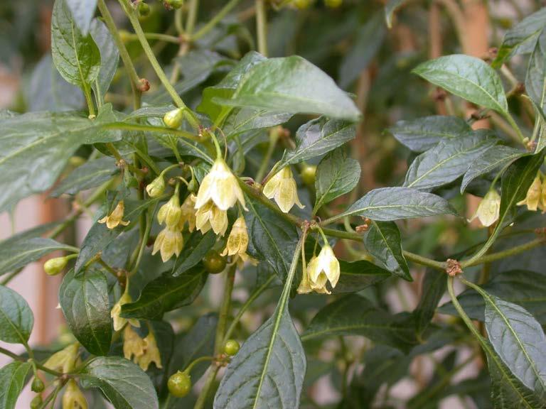 Capsicum lanceolatum Denna art är mycket ovanlig och växte tidigare vild i Guatemala, Mexiko och Honduras.