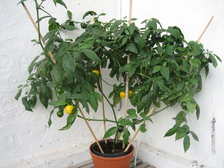 Skötsel Chilipeppar behöver jämn odlingstemperatur, optimalt 18-20 C. Sjunker temperaturen under 15 C kommer plantan stanna i växten.