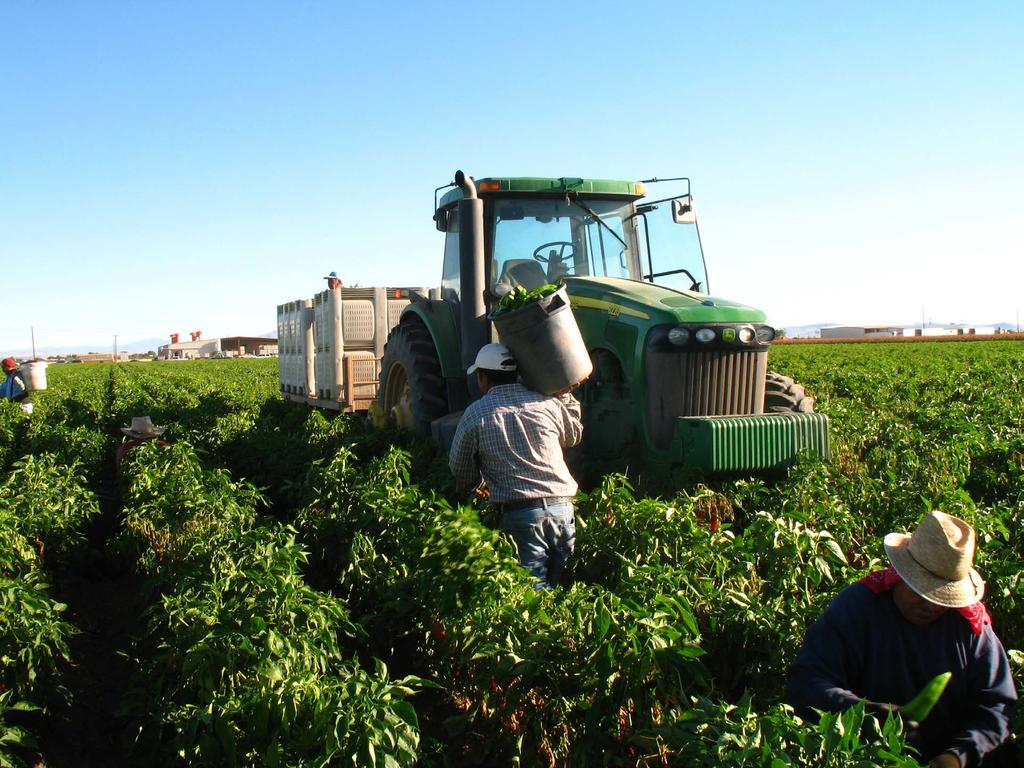 Världshandeln med chilipeppar Lite statistik över världshandeln med chilipeppar: Den totala produktionen torkad chilipeppar i världen år 2009 var enligt FAO* 2,9 miljoner ton (*FNs fackorgan för