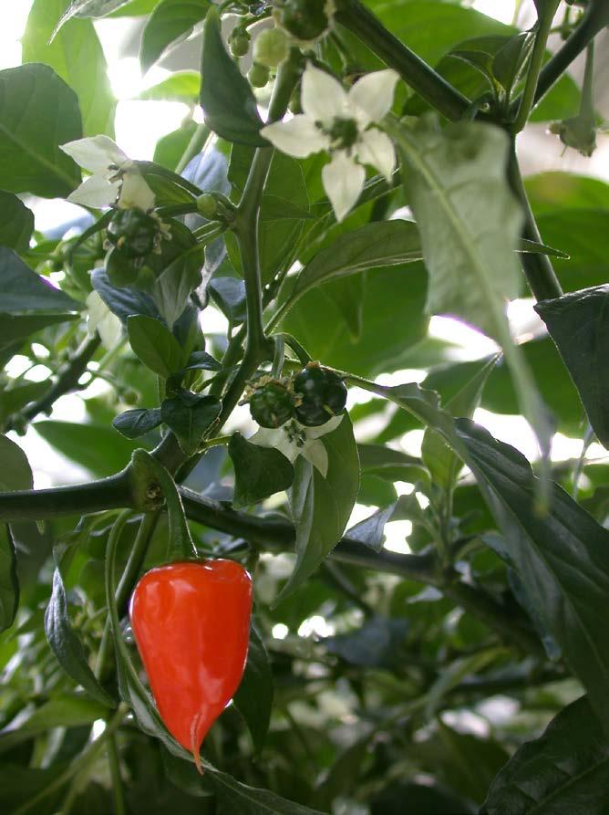 Capsicum spanskpepparsläktet Capsicum chinense Habanero, havannapeppar Capsa betyder kapsel eller behållare på latin och syftar då på frukten.