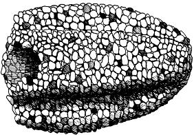 Asellus aquaticus Kräftdjur: Gråsugga Försurningstålig Leptophlebia vespertina Dagslända: Survattenslända Mycket