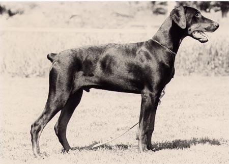 FACTUM S ERLING-CHAP S13098/86h född: 1985-12-11 e: NUCh SFUCh Doberhill Black Andy N 14172/80h u: Korad Factum s China-Chin S 37713/83h Uppfödare : Bo o Maud Ehlin, Sävsjö Ägare: Boris Karlsson,