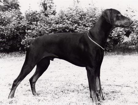 FACTUM S EXO-CHIEF S13099/86h född: 1985-12-11 e: NUCh SFUCh Doberhill Black Andy N 14172/80h u: Korad Factum s China-Chin S 37713/83h Uppfödare : Bo o Maud Ehlin, Sävsjö Ägare: Carina Karlsson,