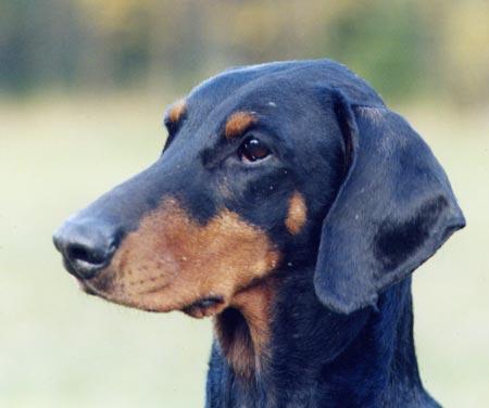 FOLKARE S ARRA-BELL S 11524/85h född: 1984-11-30 e: NUCh Altenhofer Hasto-Harlekin S 19963/78h u: IntUCh SUCh NUCh S(DRAG)Ch Korad Doberhill Black Nora N 07601/82h Uppfödare: Monica Norberg, Krylbo