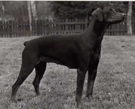 TJH FACTUM S ELAISA-CHAMP S13101/86h född: 1986-12-11 e: NUCh SFUCh Doberhill Black Andy N 14172/80h u: Korad Factum s China-Chin S 37713/83h Uppfödare: Bo o Maud Ehlin, Sävsjö Ägare: Marita Åkesson,
