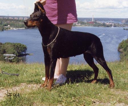 TINGHOFS IZZI S 19458/86h född: 1986-01-22 e: Herr-Canto v d Kunnemaborgh S 56157/85h u: Blanka v d Kollau S 60235 Uppfödare: Tore Brogren, Skurup Ägare: Veronica Kivelä, Huddinge Höjd 65,5 cm Längd