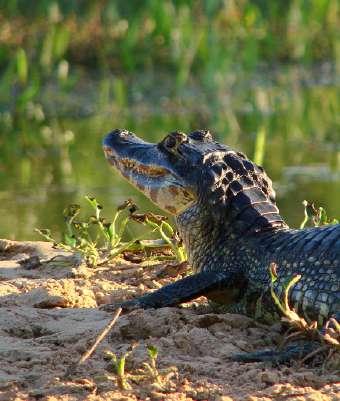 Pantanal är ett enormt vidsträckt våtmarksområde som täcker delar av Brasilien, Paraguay och Bolivia.