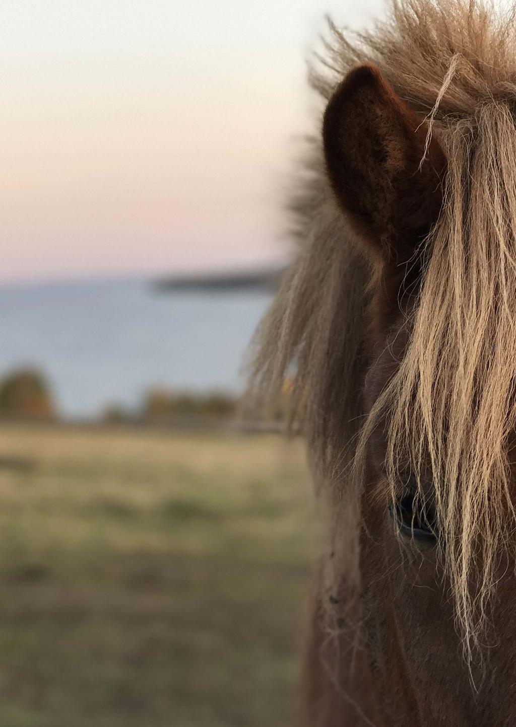 HÄSTEN OCH FOLK- HÄLSAN forskning -