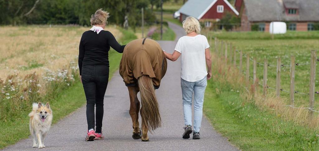 HÄSTUNDERSTÖDDA INSATSER VID PSYKISK OHÄLSA Hästen har många kompetenser av värde vid behandling av ångest, stress och trauma. Hästen reagerar direkt i situationen. Hästens natur är också social.