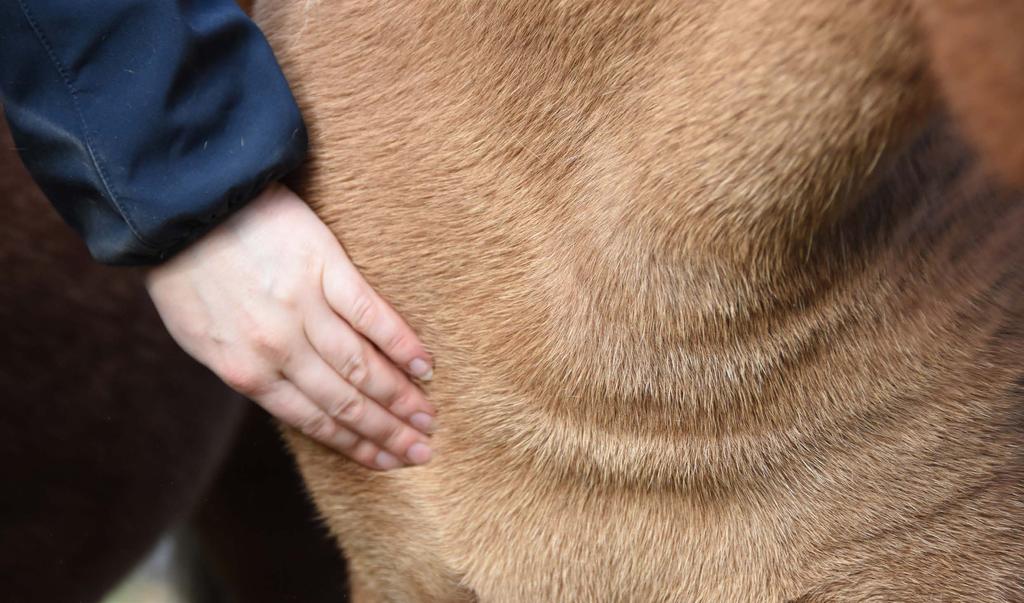 HÄSTEN OCH STALLET SOM PEDAGOGISK RESURS Stallet, miljön kring hästen, samt de aktiviteter som är knutna till den, kan bli en värdefull pedagogisk resurs för barn och unga med exempelvis