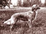 Bland många andra framgångsrika hundar från Ulla och Sune kan nämnas Hedetorpets Effie som blev grunden till Eva och Jan Erikssons kennel Pickup.