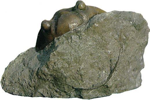 TRILO BITERNA INARKE