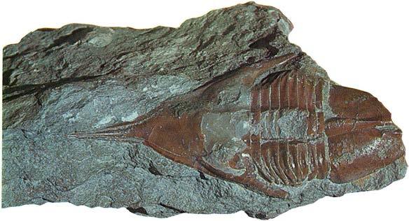 Megistaspidella extenuata Trilobiten är relativt sällsynt. Anmärkningsvärt med det spetsformade huvudet.