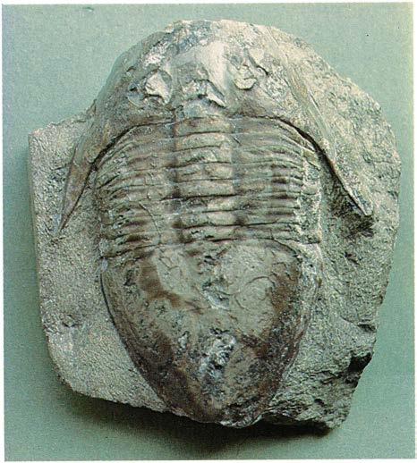 Megistaspidella acuticauda Stor trilobit som ytterst sällan påträffas i komplett skick. Naturhistoriska Riksmuseet har ett exemplar som tillvaratogs av arbetarna vid Lanna kalkbrott på 1950-talet.