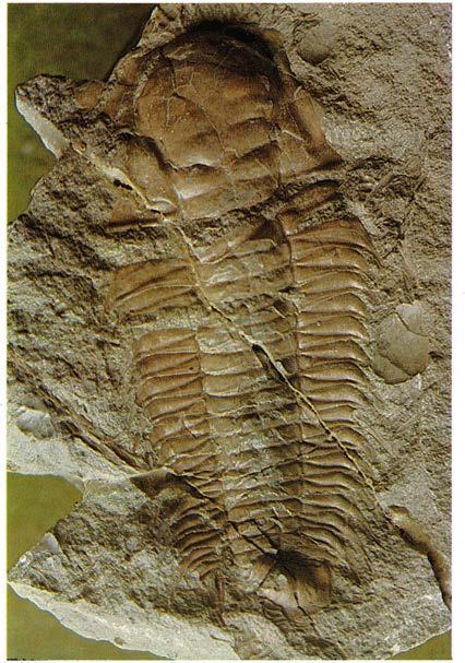 Paradoxides
