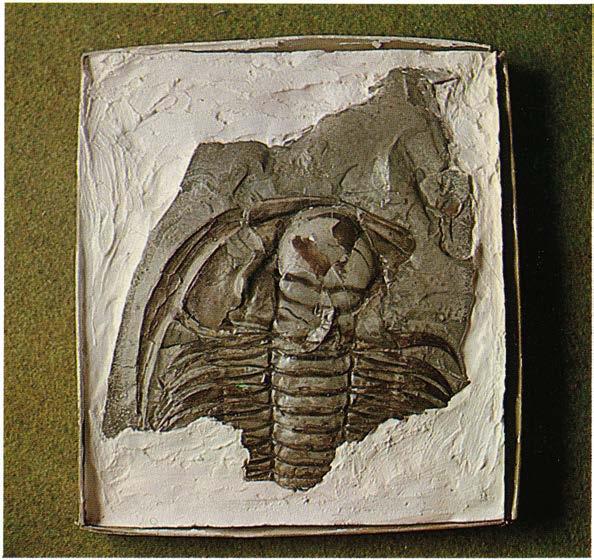 Paradoxides bidentatus Trilobiten påträffas i understa mellankambrium i den s.k. ölandicus-skiffern.