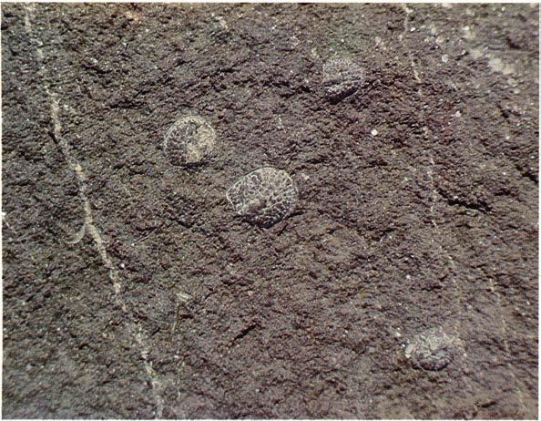 Glyptagnostus (Agnostus reticulatus Ang.) Undre överkambrium.