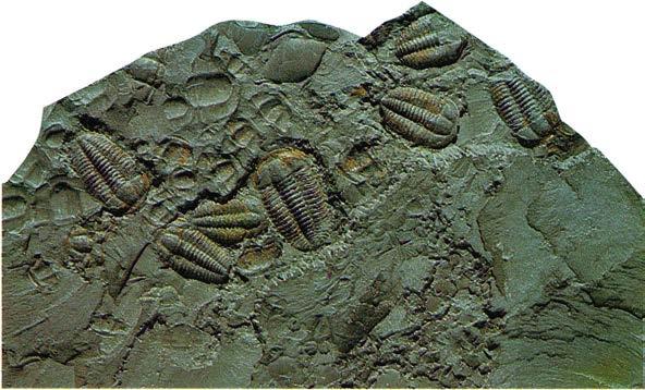 metoden att datera fossiler genom sin position i Bergs lager kallas