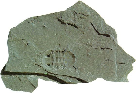 Megalaspides dalecarlicus Zonfossil i lägre ordovicium. Fotografiet visar det negativa avtrycket.