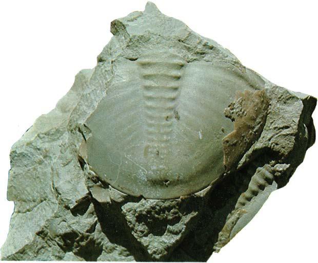 Plesiomegalaspis lata Vanligen finner man pygidierna och delar av craniet.