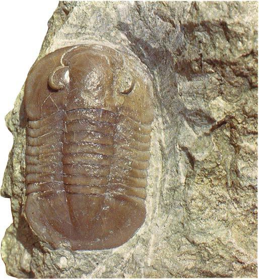 Niobella laeviceps Det avbildade vackra exemplaret är c:a 5,5 cm långt.