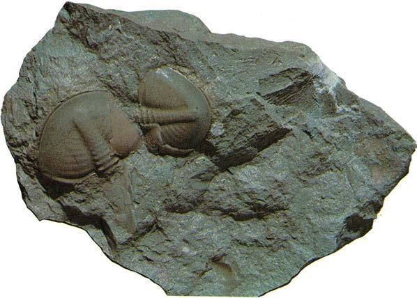 Plesiomegalaspis planilimbata Påträffas i de lägre ordoviciska lagren.
