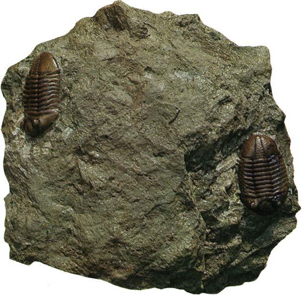 Asaphus expansus Bilden