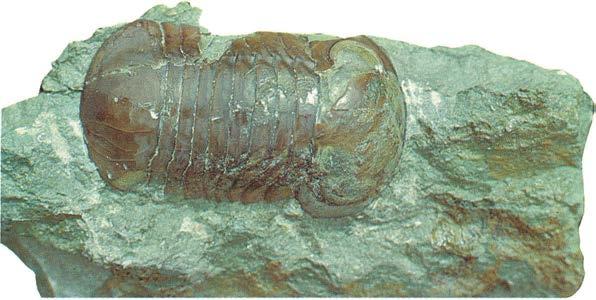 Nileus armadilla I Yxhult förekommer denna trilobit relativt ymnigt i storlek från hasselnöt upp till spelkula.