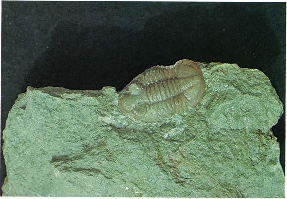 Ptycopyge cincta En av de vanligaste trilobiterna i expansuslagret.