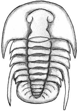 Shumardia nericiensis x 20 Denna intressanta trilobit tillsammans med flera andra insamlades av Johan Gunnar Andersson från Knista i Närke år 1895 från det decimetertjocka lerlagret i undre