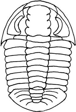 Agerina erratica x 1 O Agerina erratica är en liten trilobit som liksom de i silurlagren så vanliga proetiderna tillhör släktet batyurider.