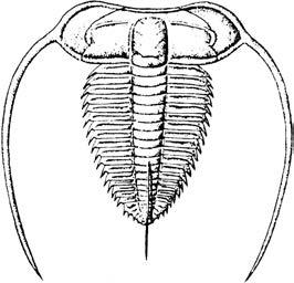 2. Eurycare, Leptoplastus 513-5 1 5 milj.