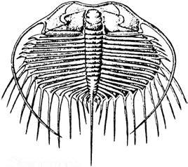 3. Ctenopyge 51 1-513 milj.